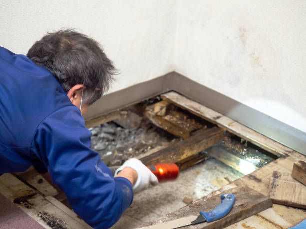Best Residential Mold Removal  in Zolfo Springs, FL