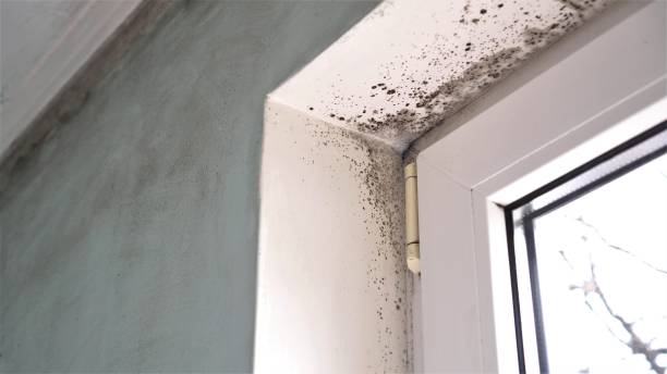 Best Office Mold Removal Services  in Zolfo Springs, FL