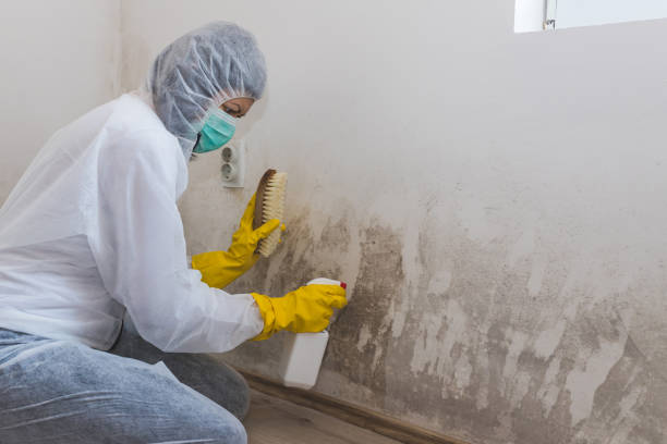 Mold Testing and Removal in Zolfo Springs, FL