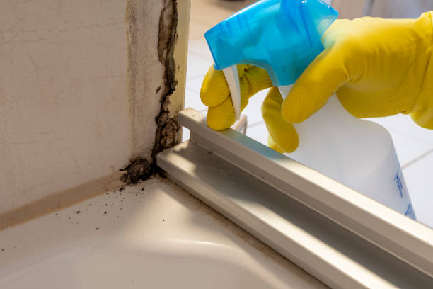 Best Mold Removal Process  in Zolfo Springs, FL