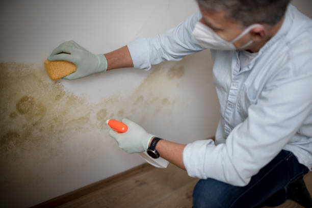 Certified Mold Removal in Zolfo Springs, FL