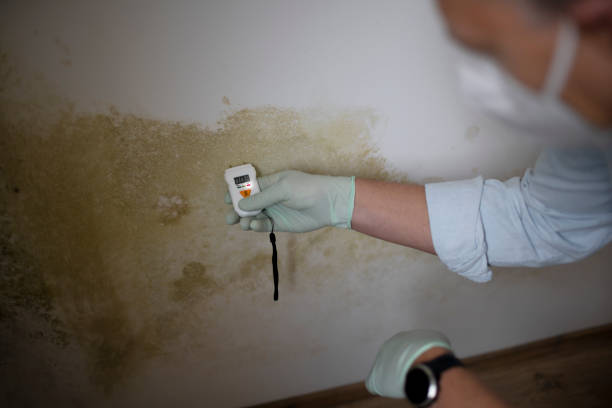 Best Office Mold Removal Services  in Zolfo Springs, FL