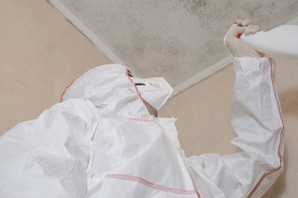 Best Black Mold Removal  in Zolfo Springs, FL