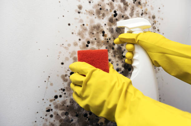 Office Mold Removal Services in Zolfo Springs, FL