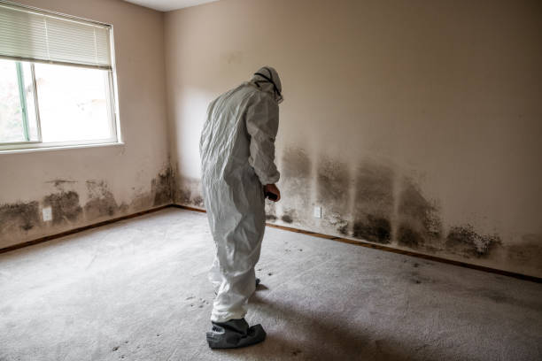 Professional Mold Removal in Zolfo Springs, FL