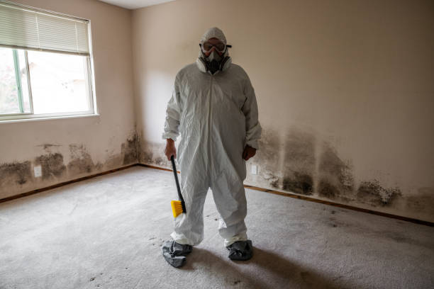 Mold Removal Process in Zolfo Springs, FL