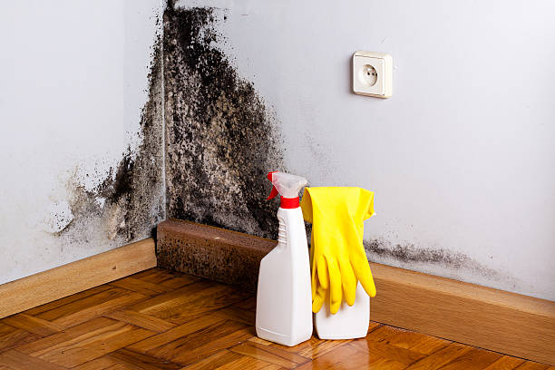 Best Local Mold Removal Service  in Zolfo Springs, FL